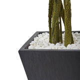 6.5’ Ficus Tree with Slate Planter UV Resistant (Indoor Outdoor)