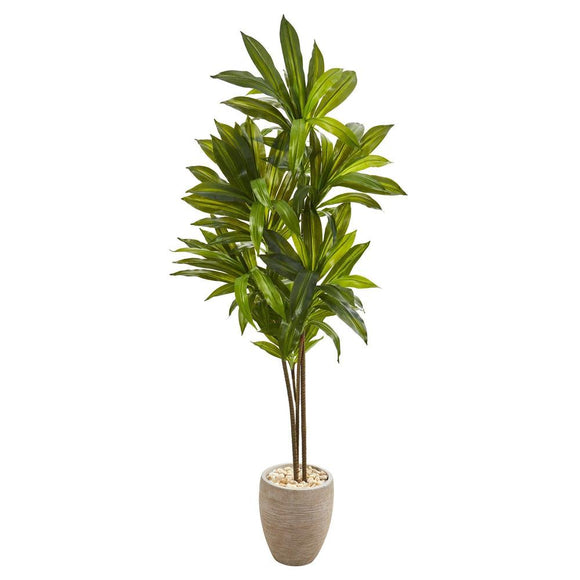 68” Dracaena Plant in Sand Colored Planter