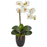 22.5” Phalaenopsis Orchid in Black Vase