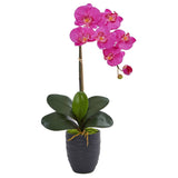 22.5” Phalaenopsis Orchid in Black Vase