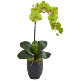 22.5” Phalaenopsis Orchid in Black Vase