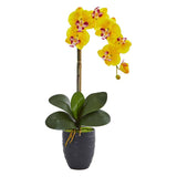 22.5” Phalaenopsis Orchid in Black Vase