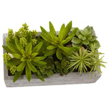 Succulent Garden in a Concrete Planter