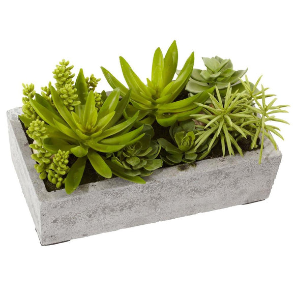 Succulent Garden in a Concrete Planter